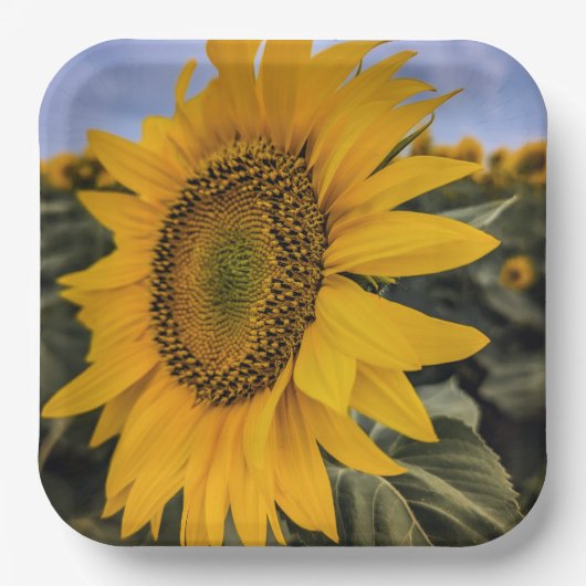 紙プレート ペーパープレート (正面)