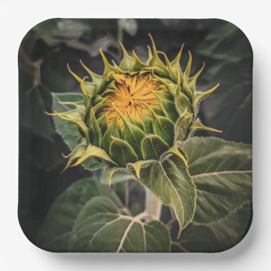 紙プレート ペーパープレート (正面)