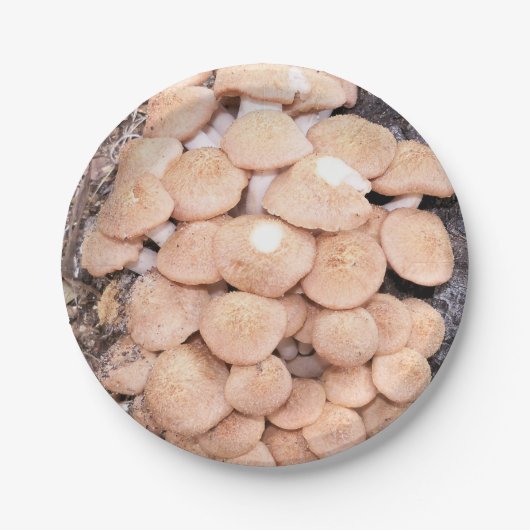 紙プレート ペーパープレート (正面)