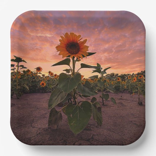 紙プレート ペーパープレート (正面)