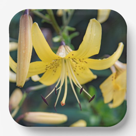 紙プレート ペーパープレート (正面)