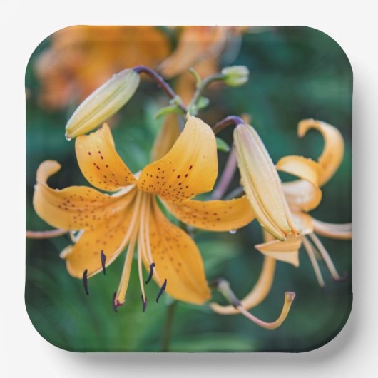 紙プレート ペーパープレート (正面)