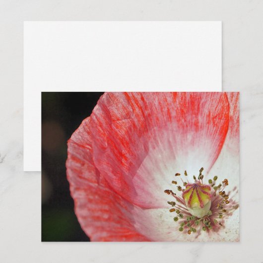 紙ポピー ポストカード (正面/裏面)