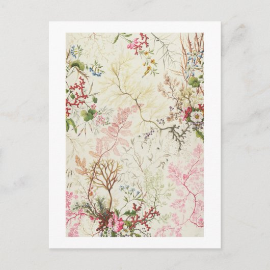 紙上の水彩　シルク生地の海藻デザイン ポストカード (正面)