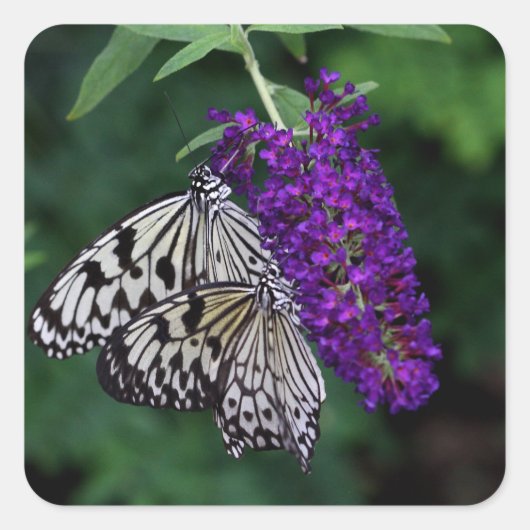 紙凧ペア スクエアシール (正面)