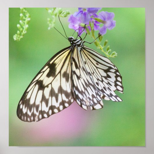 紙凧（緑と紫） ポスター (正面)