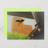 紙飛んでいるハチとブラックカーペンターアリ シーズンポストカード (正面/裏面)