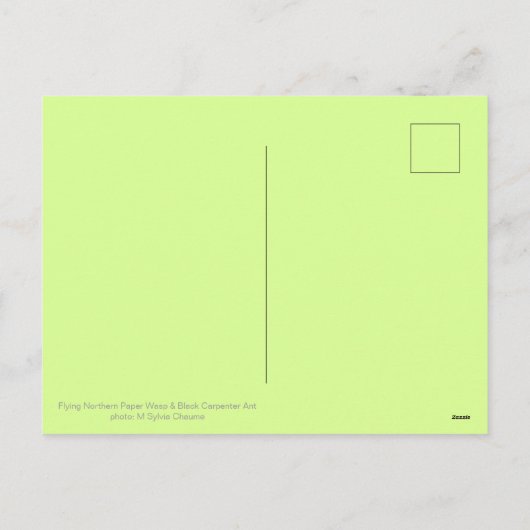 紙飛んでいるハチとブラックカーペンターアリ シーズンポストカード (裏面)