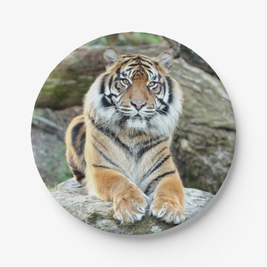 紙飛行機。フォトタイガー04.紙プレート ペーパープレート (正面)