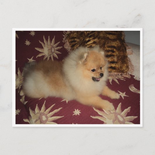 素世 ポストカード (正面)