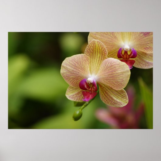 素敵なカップル ポスター (正面)