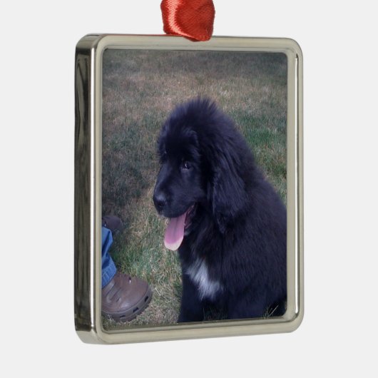 素敵なニューフィーの子犬(ニューファンドランドの犬の品種) メタルオーナメント (右)