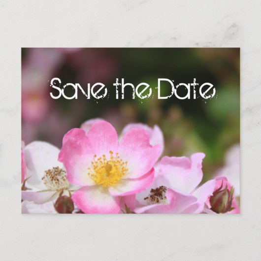 素敵なピンクの野生のバラの花結婚式は日付を保存 案内ポストカード (正面)