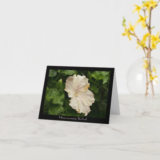 素敵な大淡い色のきなハイビスカスグリーティングカード カード (黄色い花)