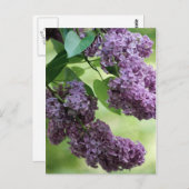 素敵な春はがき ポストカード (正面/裏面)