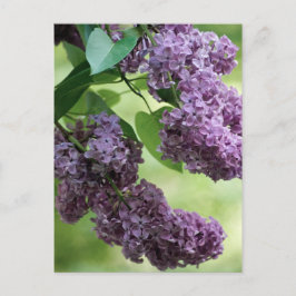 素敵な春はがき ポストカード