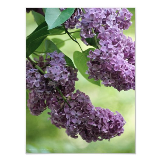 素敵な春写真 フォトプリント            (正面)