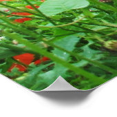 素敵な花のポスター赤いケシ ポスター (角)