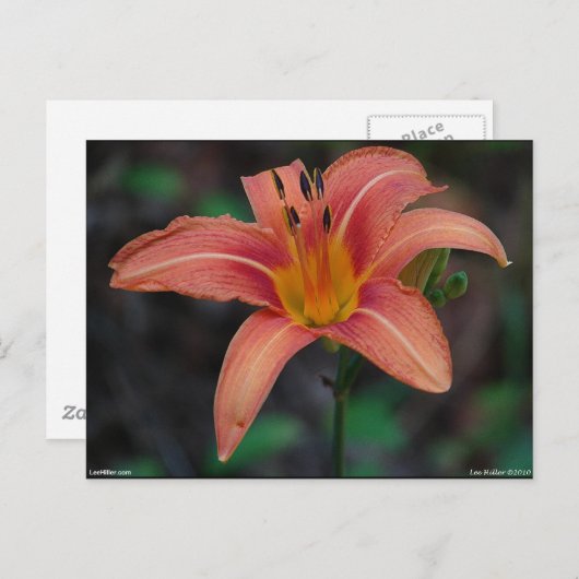 素敵な黄褐色のデイリリーのアパレルとギフト ポストカード (正面/裏面)