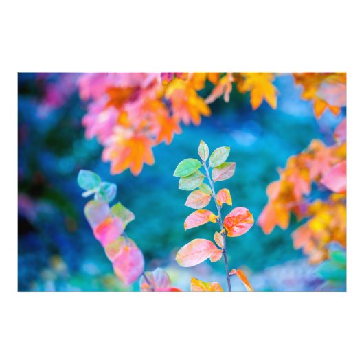 素晴らしいコトネ葉スター フォトプリント            (正面)