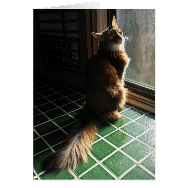 素晴らしいソマリ族猫カード (正面)