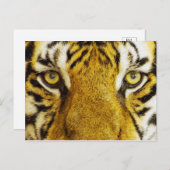 素晴らしいタイガーアイズワイルフ絵画ィーズ ポストカード (正面/裏面)