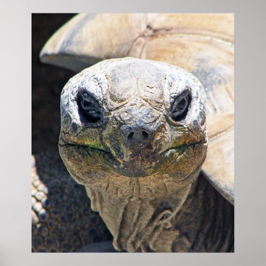 素晴らしいタートルポスター！ ポスター (正面)