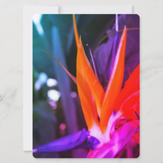 素晴らしいバードオブパラダイス結婚式招待状 招待状 (裏面)