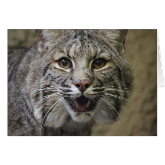 素晴らしいボブキャットカード (正面横)