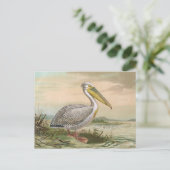 素晴らしいモモイロペリカンのヴィンテージの鳥のイラストレーション ポストカード (スタンド正面)