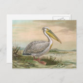 素晴らしいモモイロペリカンのヴィンテージの鳥のイラストレーション ポストカード (正面/裏面)