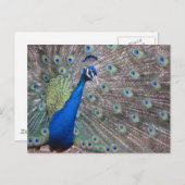 素晴らしいヴィンテージの孔雀 ポストカード (正面/裏面)
