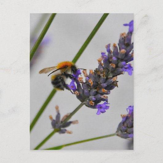 素晴らしい労働者を体現する ポストカード (正面)