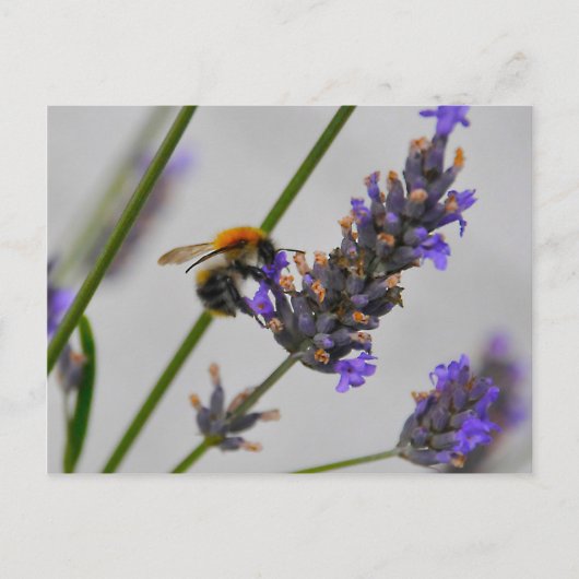 素晴らしい労働者を体現する ポストカード (正面)