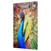 素晴らしい孔雀の写真 クリップボード (左)