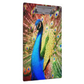 素晴らしい孔雀の写真 クリップボード (右)