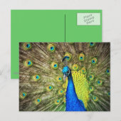 素晴らしい孔雀の郵便はがき ポストカード (正面/裏面)