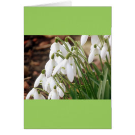 素晴らしい春Snowdrops