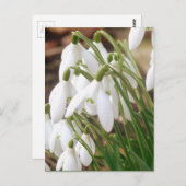 素晴らしい春Snowdrops ポストカード (正面/裏面)