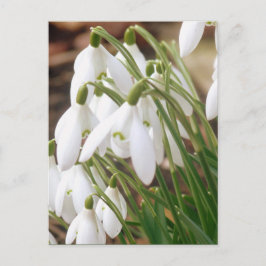 素晴らしい春Snowdrops ポストカード