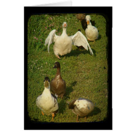 素晴らしい水鳥