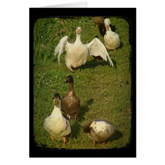 素晴らしい水鳥 (正面)