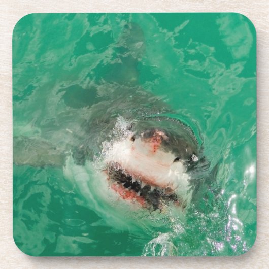 素晴らしい白Shark1 コースター (正面)