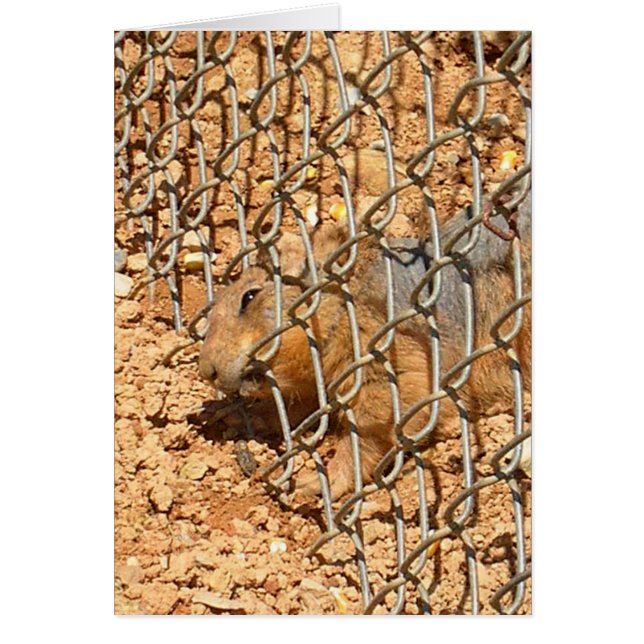 素晴らしい脱出 (正面)