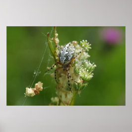 素晴らしい自然- Cross Spider – アップ ポスター