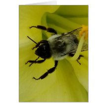 素晴らしい蜂-キリスト教の挨拶