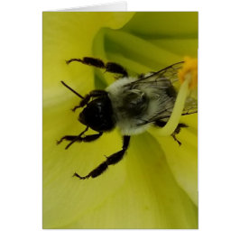 素晴らしい蜂-キリスト教の挨拶