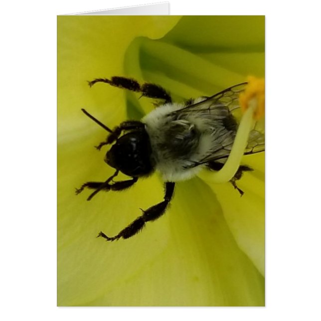 素晴らしい蜂-キリスト教の挨拶 (正面)