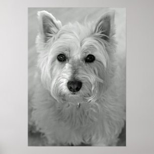 素晴らしい西の高地テリア犬(Westie)ポスター ポスター