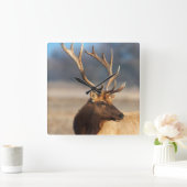 素晴らしい雄牛のオオシカのポートレート スクエア壁時計 (ホーム)